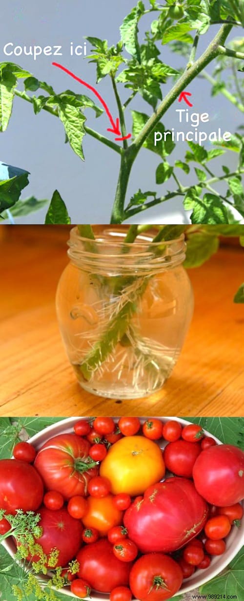 Proven Gardener s Method: Root Tomato Cuttings for Quick New Plants