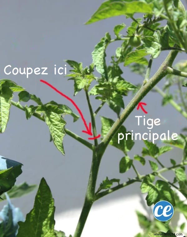 Proven Gardener s Method: Root Tomato Cuttings for Quick New Plants