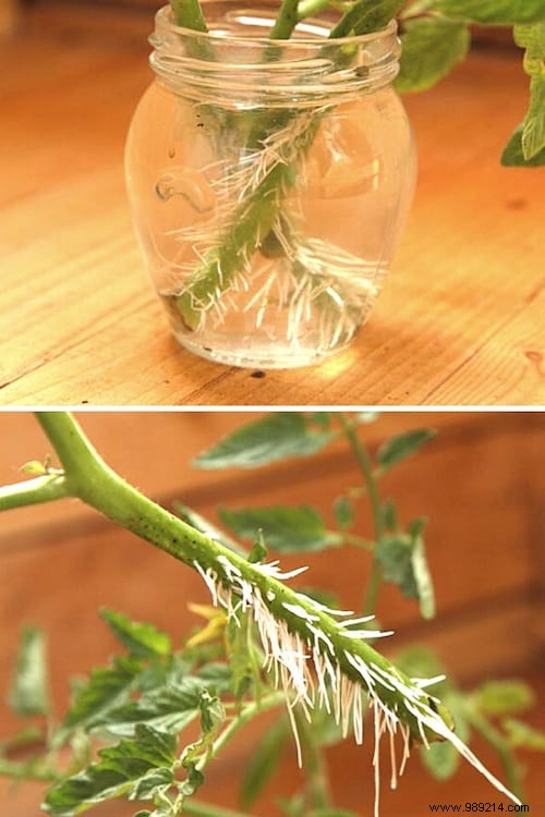 Proven Gardener s Method: Root Tomato Cuttings for Quick New Plants