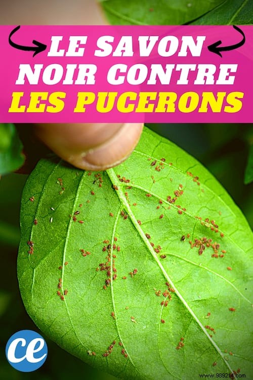 How to Eliminate Aphids Naturally with Black Soap: My Proven Garden Recipe