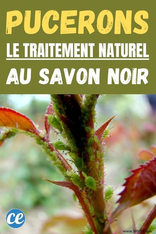 How to Eliminate Aphids Naturally with Black Soap: My Proven Garden Recipe