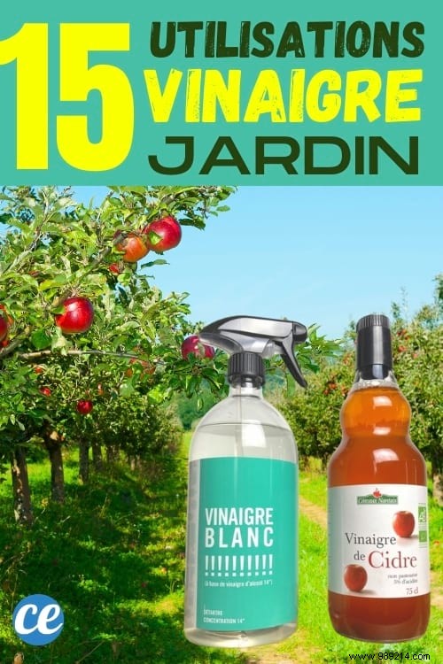15 Proven Ways to Use Vinegar in Your Garden: Natural, Affordable Solutions
