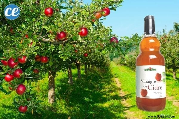 15 Proven Ways to Use Vinegar in Your Garden: Natural, Affordable Solutions