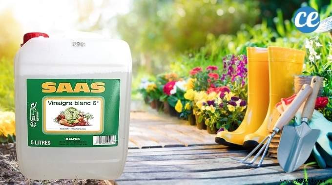 15 Proven Ways to Use Vinegar in Your Garden: Natural, Affordable Solutions