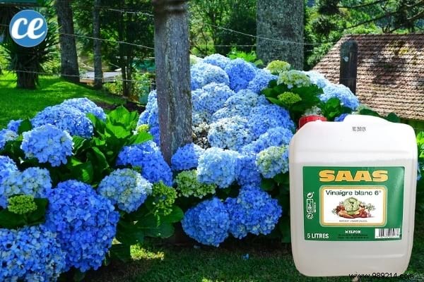 15 Proven Ways to Use Vinegar in Your Garden: Natural, Affordable Solutions