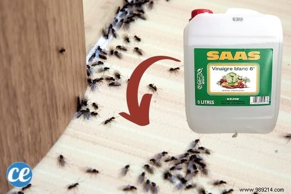 15 Proven Ways to Use Vinegar in Your Garden: Natural, Affordable Solutions