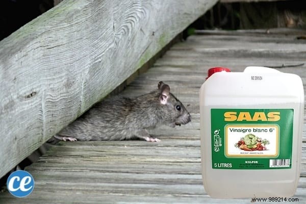 15 Proven Ways to Use Vinegar in Your Garden: Natural, Affordable Solutions