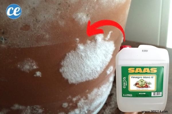 15 Proven Ways to Use Vinegar in Your Garden: Natural, Affordable Solutions