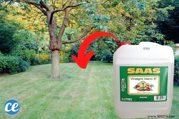 15 Proven Ways to Use Vinegar in Your Garden: Natural, Affordable Solutions