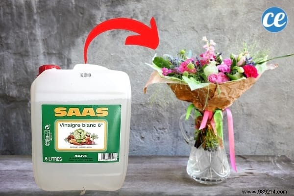 15 Proven Ways to Use Vinegar in Your Garden: Natural, Affordable Solutions