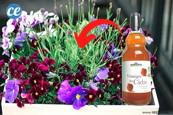 15 Proven Ways to Use Vinegar in Your Garden: Natural, Affordable Solutions