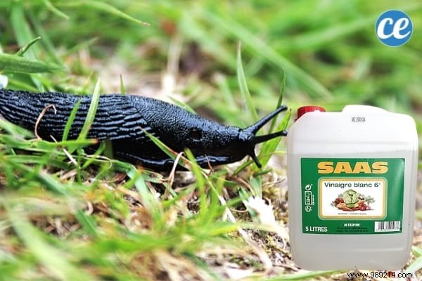 15 Proven Ways to Use Vinegar in Your Garden: Natural, Affordable Solutions