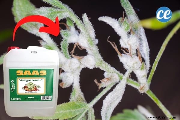 15 Proven Ways to Use Vinegar in Your Garden: Natural, Affordable Solutions