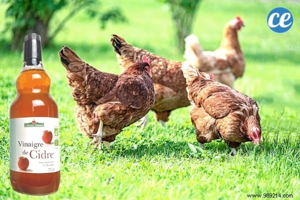 15 Proven Ways to Use Vinegar in Your Garden: Natural, Affordable Solutions