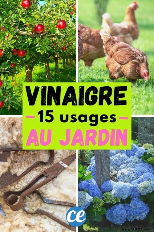 15 Proven Ways to Use Vinegar in Your Garden: Natural, Affordable Solutions
