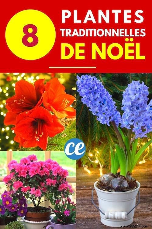 8 Stunning Christmas Flowers to Brighten Your Home This Holiday Season