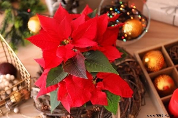 8 Stunning Christmas Flowers to Brighten Your Home This Holiday Season