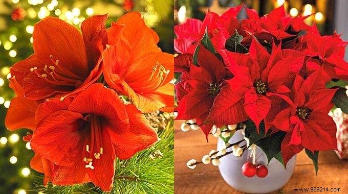 8 Stunning Christmas Flowers to Brighten Your Home This Holiday Season