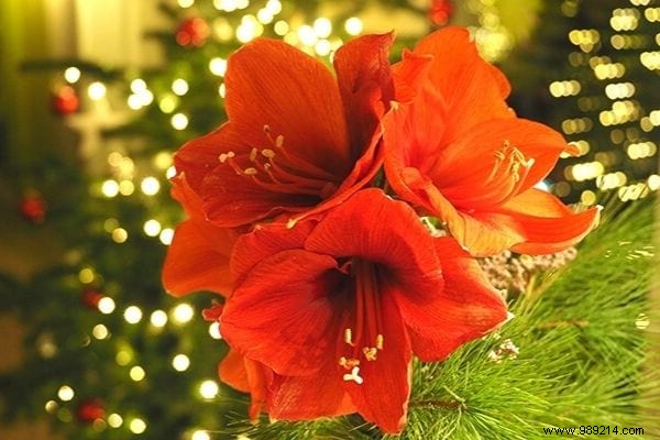8 Stunning Christmas Flowers to Brighten Your Home This Holiday Season