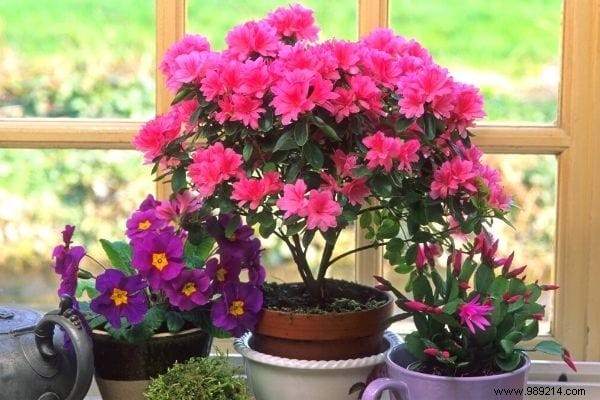 8 Stunning Christmas Flowers to Brighten Your Home This Holiday Season