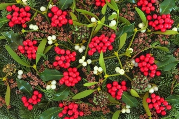 8 Stunning Christmas Flowers to Brighten Your Home This Holiday Season