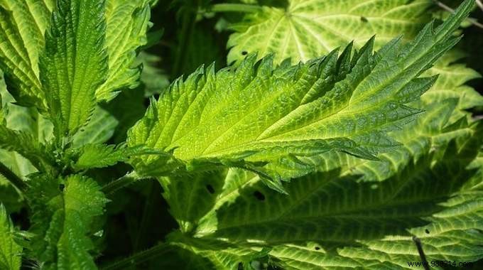 My Simple Nettle Butter Recipe: An Economical, Nutrient-Packed Aperitif