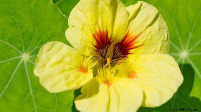 Nasturtiums: Natural Aphid Defense for Gardens and Vitamin C Powerhouse for the Kitchen