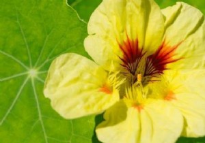 Nasturtiums: Natural Aphid Defense for Gardens and Vitamin C Powerhouse for the Kitchen