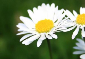 Budget-Friendly Daisy Carrot Cake: A Unique Aperitif Showstopper