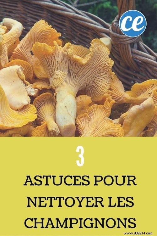 How to Clean Mushrooms Properly: 3 Proven Dry-Cleaning Tips