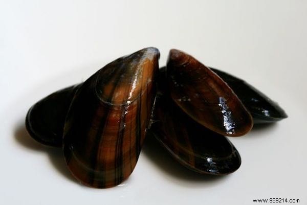 Authentic Mouclade Charentaise: Easy, Budget-Friendly Mussels from France s Atlantic Coast