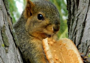 Easy Homemade Peanut Butter: Creamy Blender Recipe in Minutes