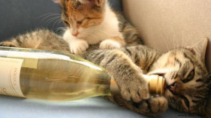 Quick DIY Hack: Open a Wine Bottle with a Power Drill