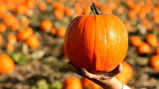 How to Pick the Perfect Pumpkin: 3 Proven Tips from Experience