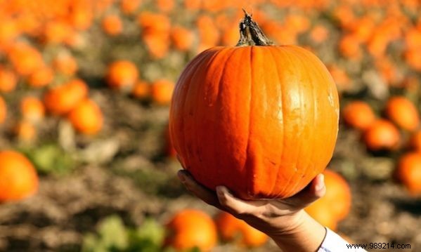 How to Pick the Perfect Pumpkin: 3 Proven Tips from Experience