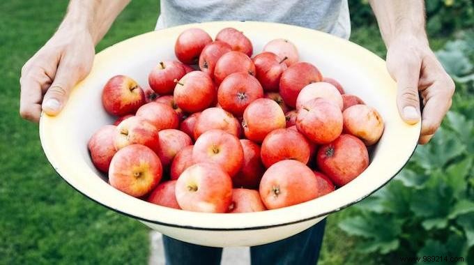 Best Times to Pick Summer Fruits: Your Essential Seasonal Harvest Guide
