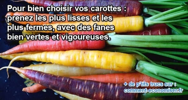 How to Pick the Freshest Carrots: Expert Tips for Every Variety