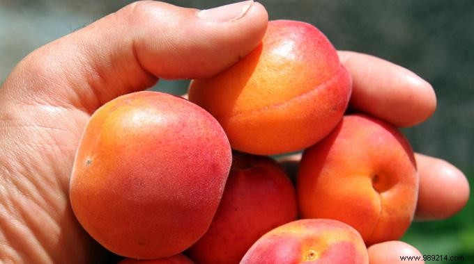 How to Pick Ripe Apricots Every Time: The Surprising Smell Test