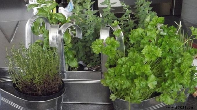 How to Freeze Fresh Herbs: Proven Methods to Preserve Flavor and Reduce Waste
