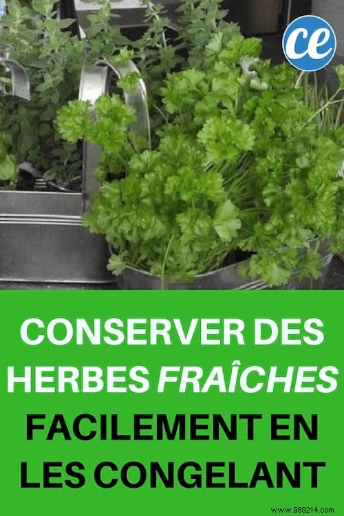 How to Freeze Fresh Herbs: Proven Methods to Preserve Flavor and Reduce Waste