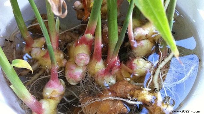 How to Grow an Endless Supply of Ginger at Home: Expert Step-by-Step Guide