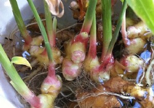 How to Grow an Endless Supply of Ginger at Home: Expert Step-by-Step Guide