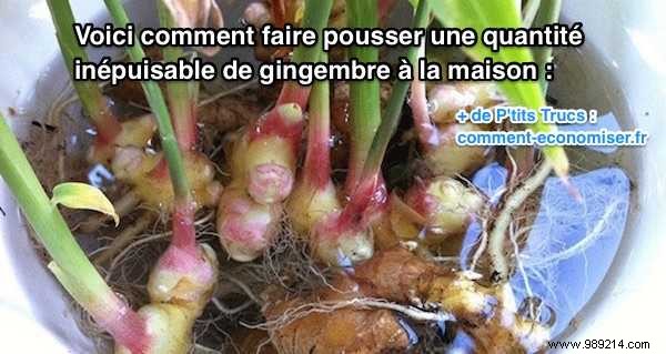 How to Grow an Endless Supply of Ginger at Home: Expert Step-by-Step Guide