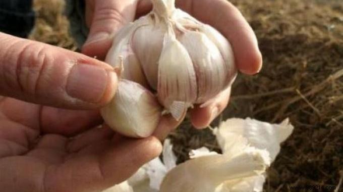 How to Pick the Freshest Garlic Bulbs: 4 Key Checks from a Seasoned Cook