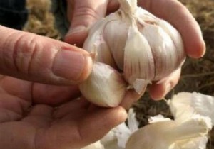 How to Pick the Freshest Garlic Bulbs: 4 Key Checks from a Seasoned Cook
