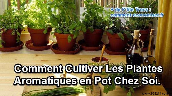 Grow Fresh Herbs in Pots at Home: Easy Expert Tips for Abundant Harvests