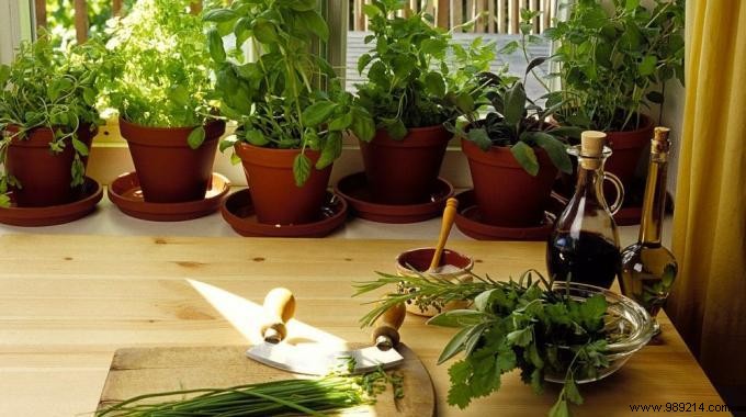 Grow Fresh Herbs in Pots at Home: Easy Expert Tips for Abundant Harvests