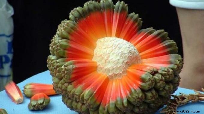 Discover 20 Rare Exotic Fruits from Around the World