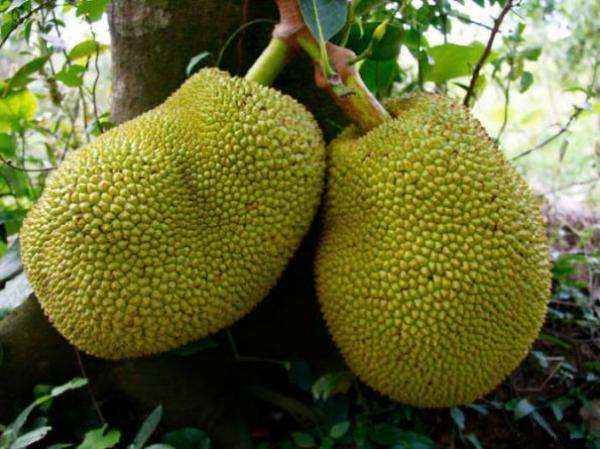 Discover 20 Rare Exotic Fruits from Around the World