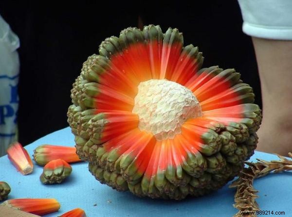 Discover 20 Rare Exotic Fruits from Around the World